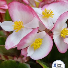 (B) Wax Begonia seeds Luchenes 15s (413010)