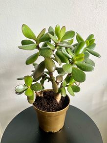 jade plant