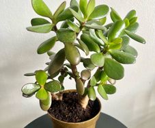 jade plant