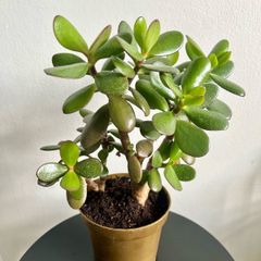 jade plant