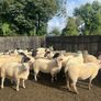 Hogget ewes mostly Suffolk X Image 3