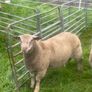 Purebred charollais ram and ewe lambs Image 5