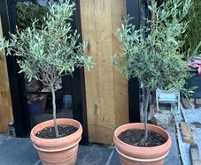 Olive tree x 2