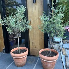 Olive tree x 2