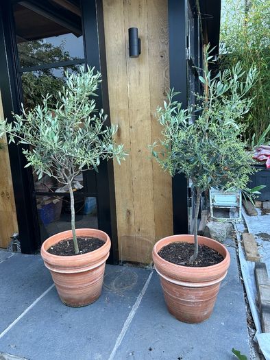 Olive tree x 2