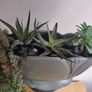 vintage planter plant arrangement in the ceramic pot Image 3