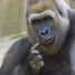 Silverback1000