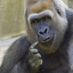 Silverback1000