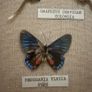 Vintage Framed Real Butterfly Collection With 8 Labelled Specimens Image 10