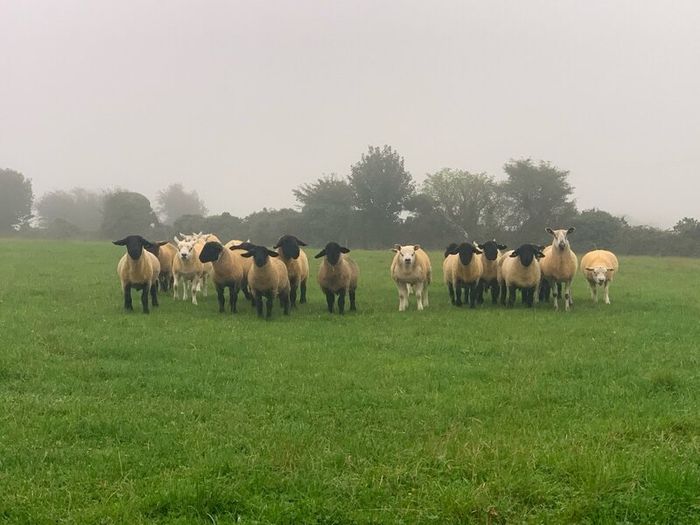 Pedigree Registered Suffolk & Texel Rams