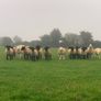 Pedigree Registered Suffolk & Texel Rams Image 9