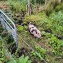 Kune Kune Sows Image 6