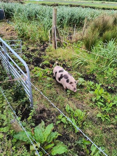 Kune Kune Sows
