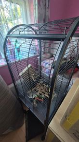 bird cage