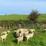 Organic Lambs Image 4