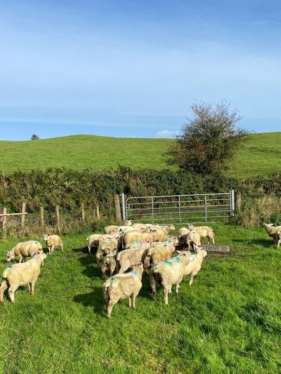Organic Lambs