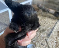 rabbit kits