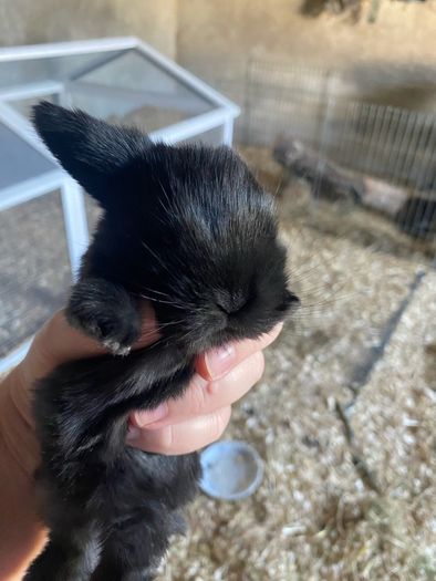 rabbit kits