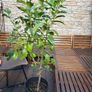 Established 150cm high fruit bearing lemon tree Image 4