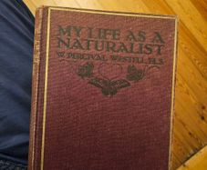 My Life As A Naturalistic. By W. Percival Westell. First Edition 1918 Hardback In Fair Condition.  See Photos For Same.