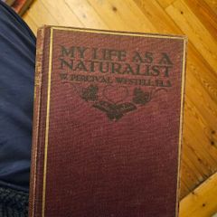 My Life As A Naturalistic. By W. Percival Westell. First Edition 1918 Hardback In Fair Condition.  See Photos For Same.