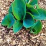 All Plants 5 Euro including rare varieties Image 2
