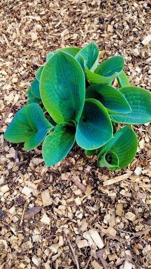All Plants 5 Euro including rare varieties