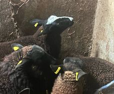 Ewe lambs