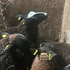 Ewe lambs