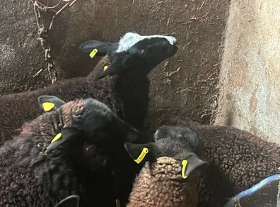 Ewe lambs