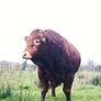 Beef bull Image 3