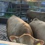 Charlaois bulls Image 10