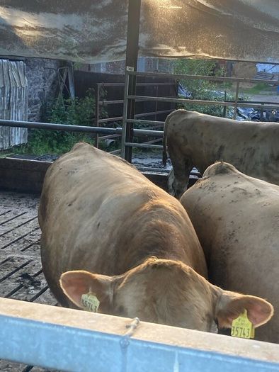 Charlaois bulls