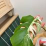 Monstera Albo variegated Image 2
