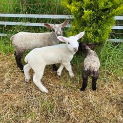 3 Friendly Pet Lambs-Must Go Together