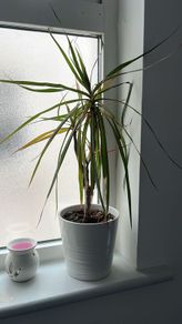 Dracaena / Dragon Tree indoor plant for sale, included with white decorative pot.