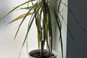 Dracaena / Dragon Tree indoor plant for sale, included with white decorative pot.