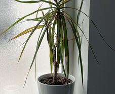 Dracaena / Dragon Tree indoor plant for sale, included with white decorative pot.