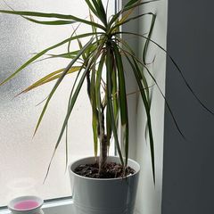 Dracaena / Dragon Tree indoor plant for sale, included with white decorative pot.