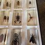 insects in resin Image 9