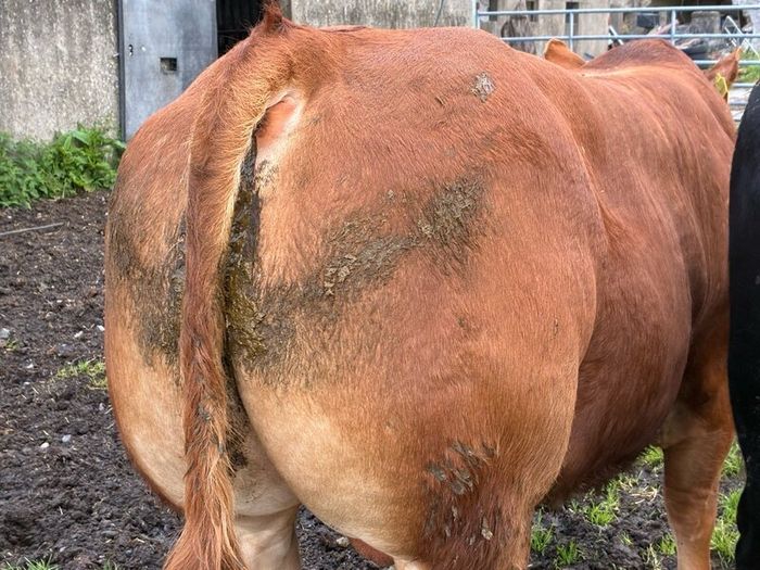 Limousion bull