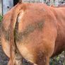 Limousion bull Image 3