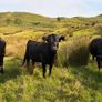 2x Pedigree registered dexter heifers Image 2