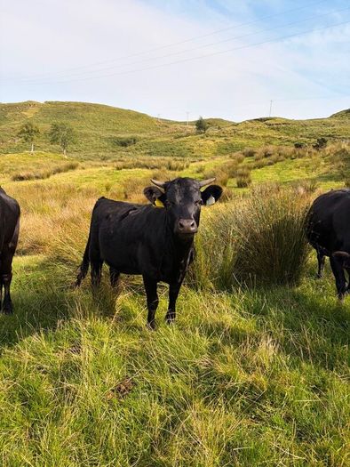 2x Pedigree registered dexter heifers