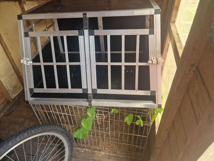 dog bed and crate