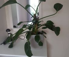 Large Houseplant with ceramic pot