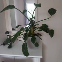 Large Houseplant with ceramic pot