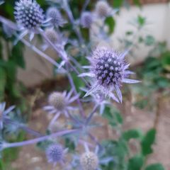 Sea Holly Seeds