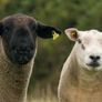Rams Image 4