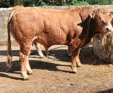 5 Pbr Bull